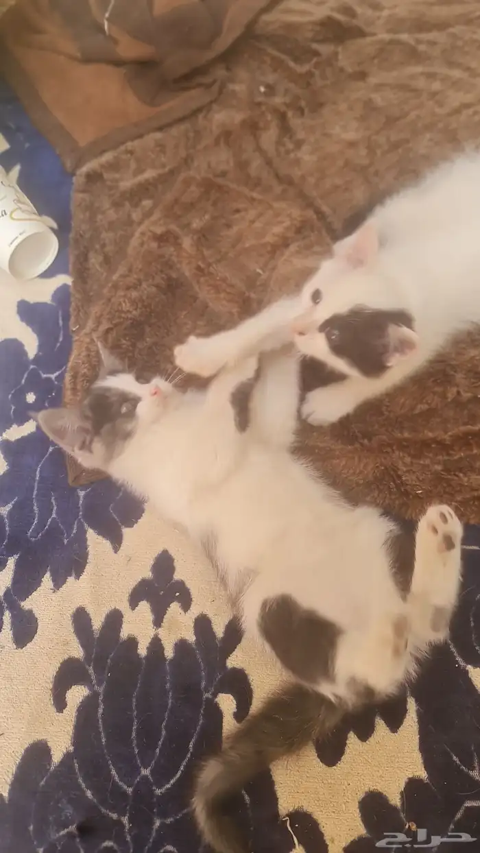 القطط للتبني عمرها شهرين 1