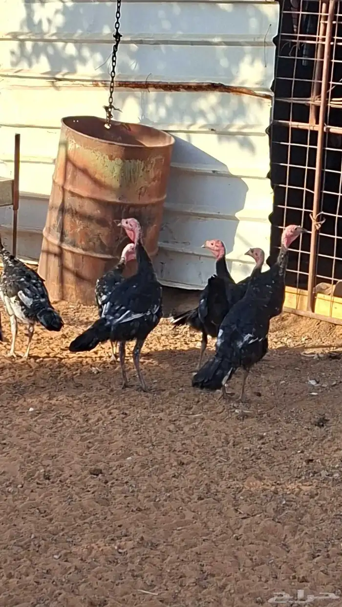 للبيع دجاج رومي العدد 8 حبات 3