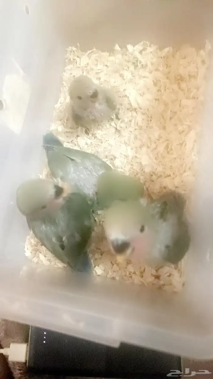 فروخ روز ( غر ) 2