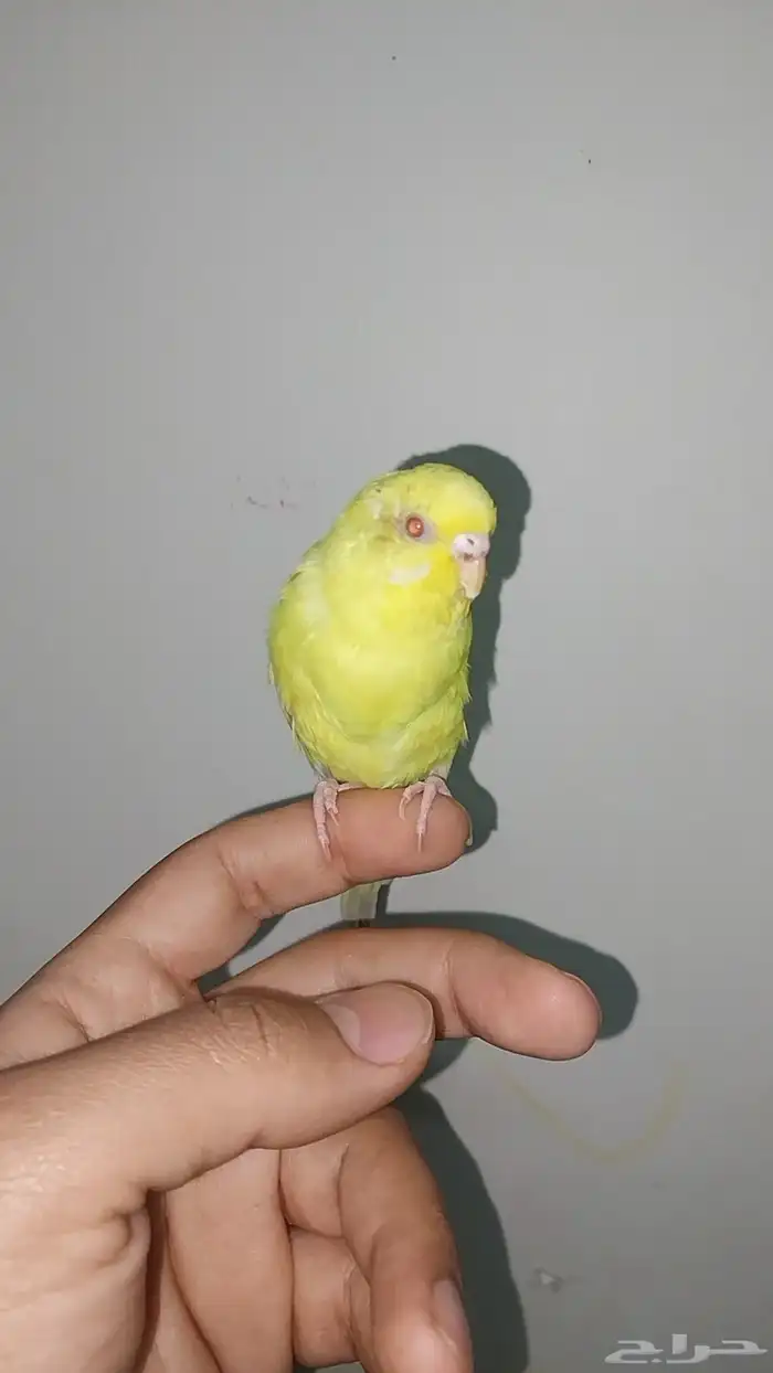 طير حب لاتنيو عيون حمر 1