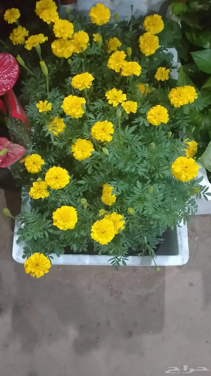 زراعه وحدائق 3