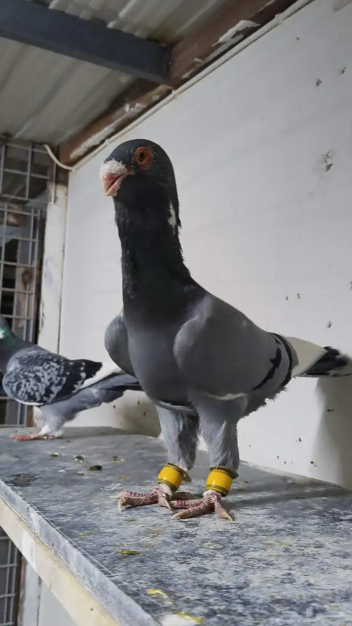 حمام شامي التواصل على الواتساب 4