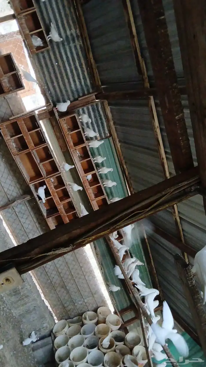 للبيع حمام لاحم فرنسي منتج على 30 الزوج 1