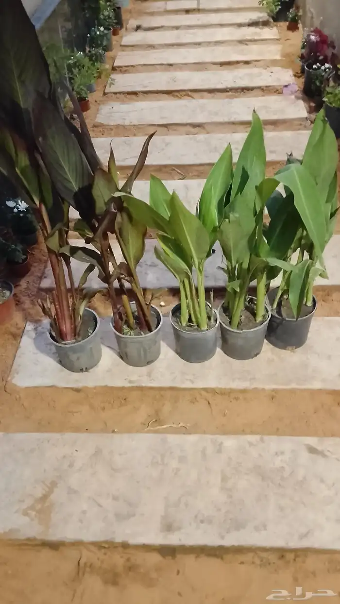 زراعه وحدائق 5