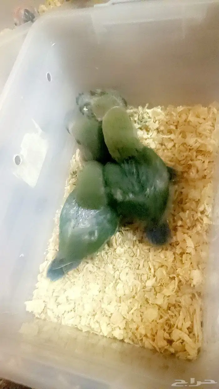 فروخ روز ( غر ) 1