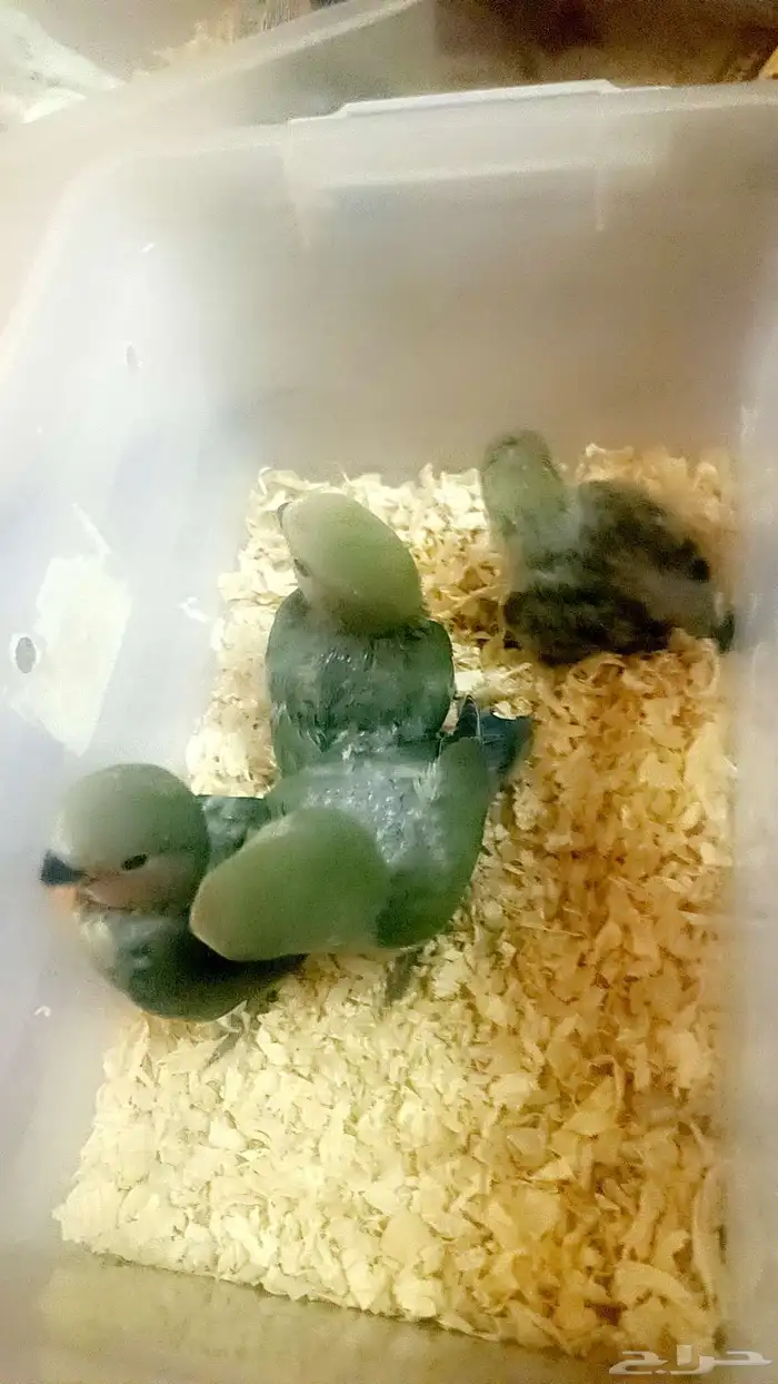 فروخ روز ( غر ) 0