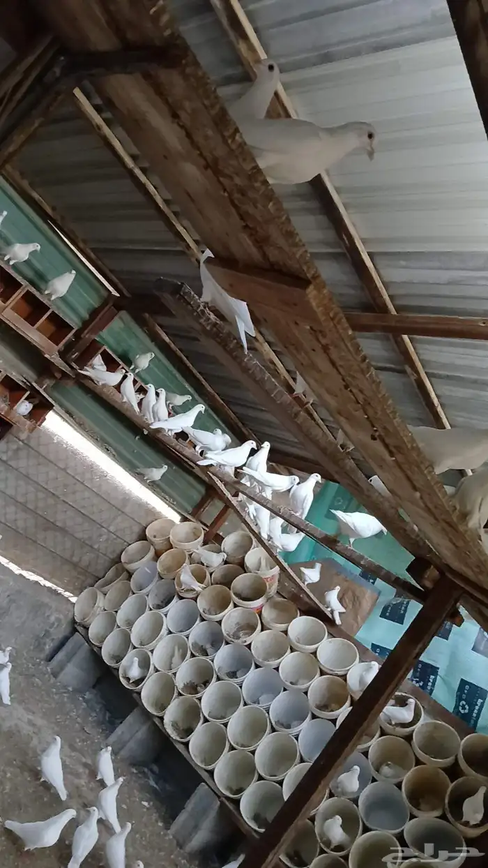 للبيع حمام لاحم فرنسي منتج على 30 الزوج 2