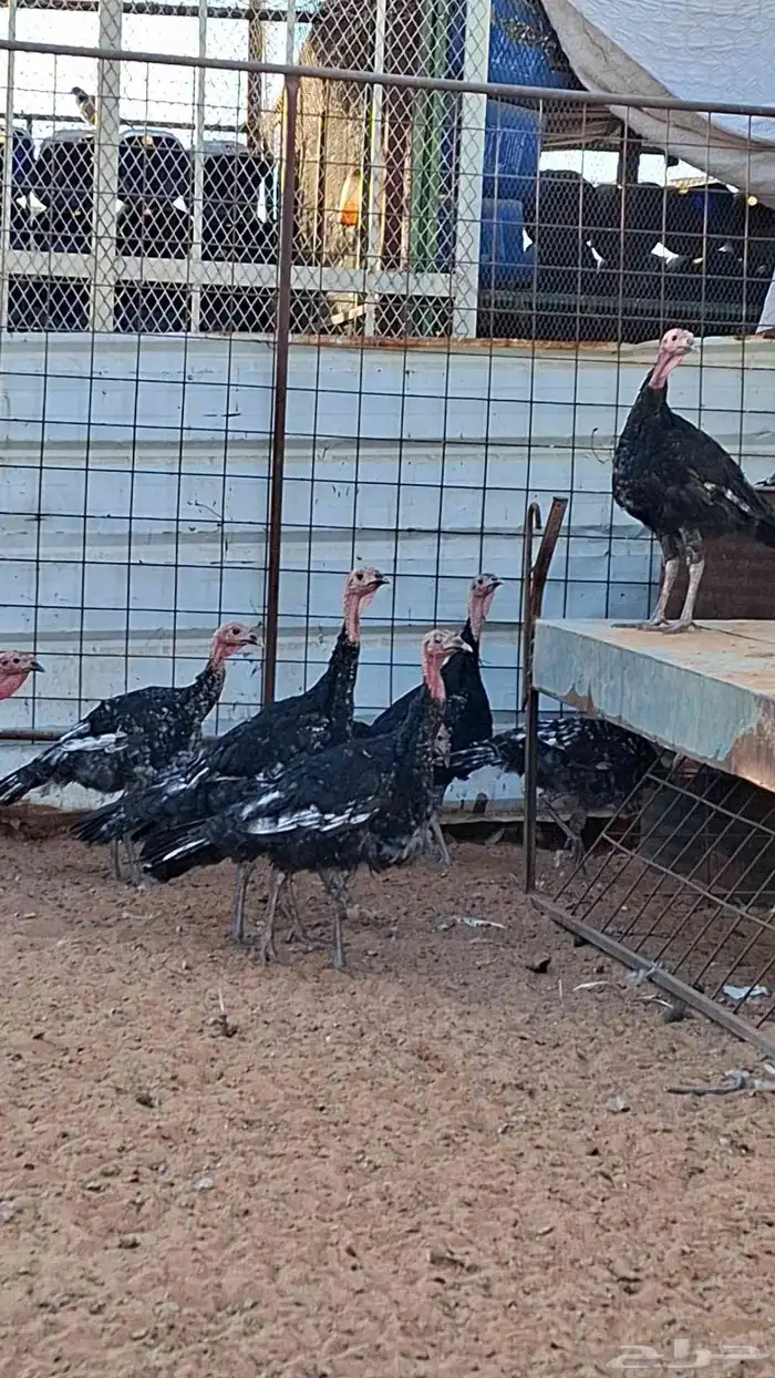 للبيع دجاج رومي العدد 8 حبات 4