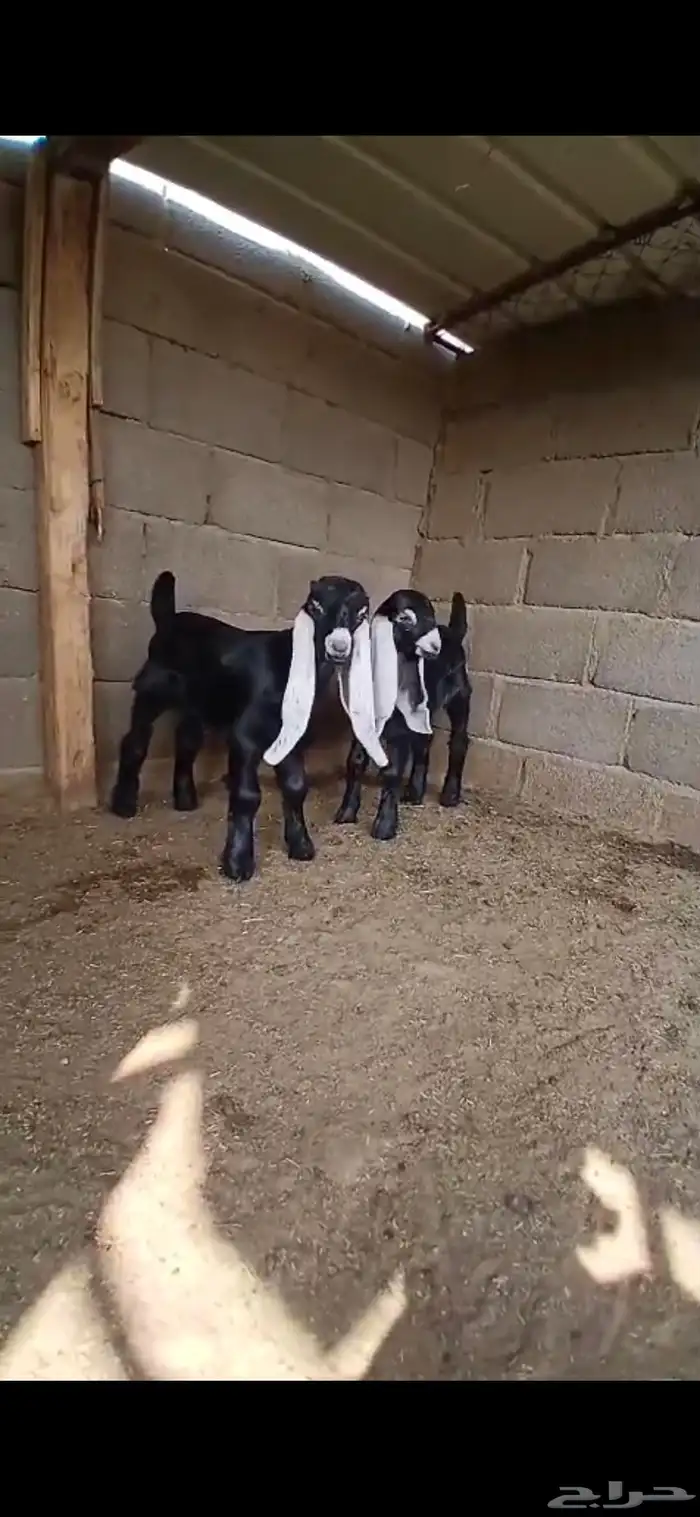 لعشاق العوارض عنز عارضيه تحتها تيسين معرفات فواخر 3