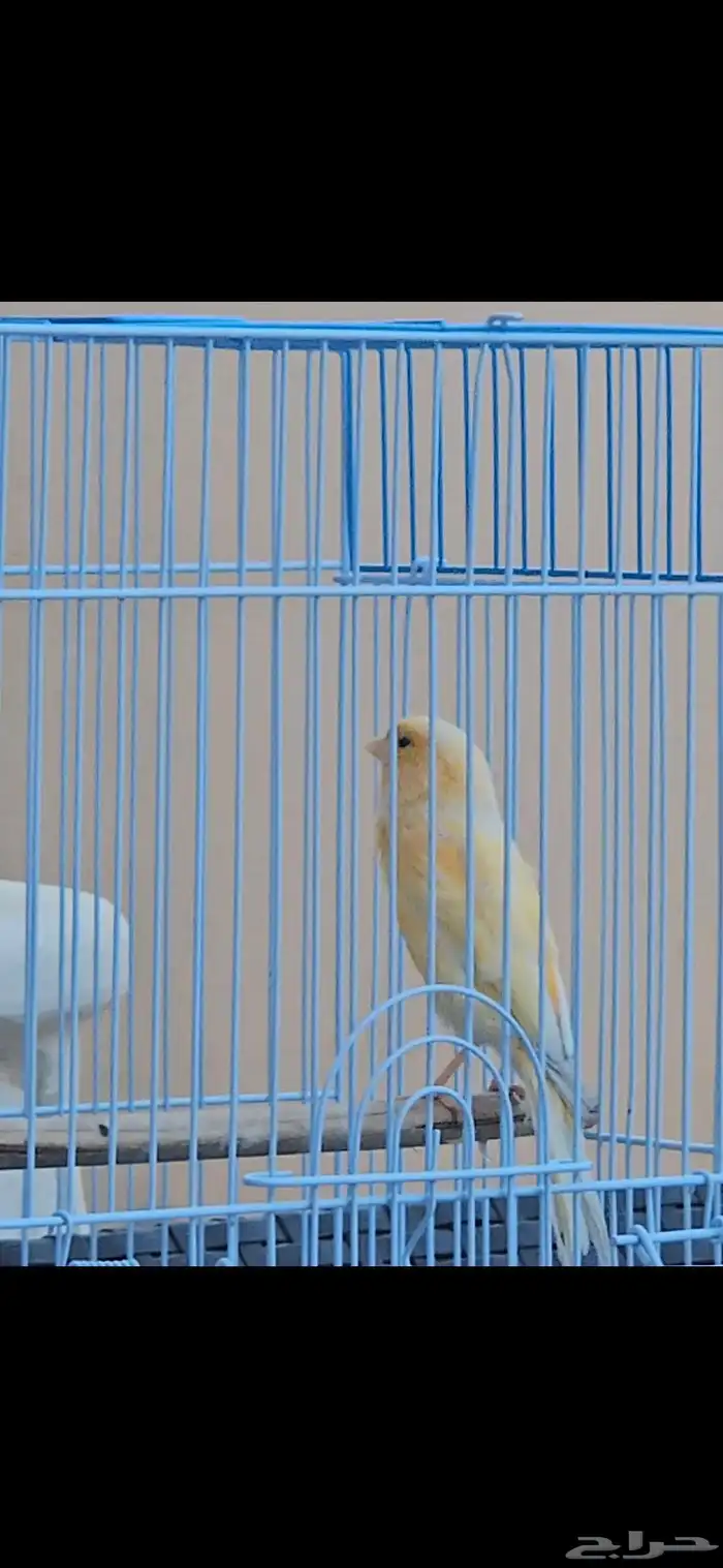 كناري ذكر ب 120 1