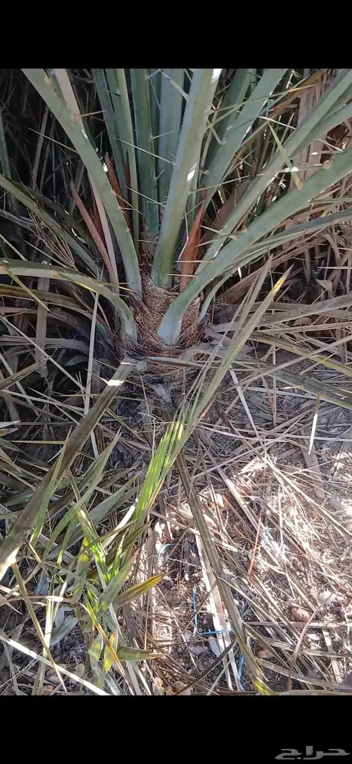 نخيل نوايع شمشوله حوشانه نبتت الحصان خلاص ملوكي فاخر 3