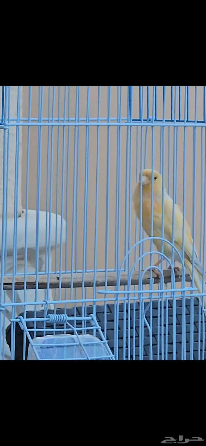 كناري ذكر ب 120 0