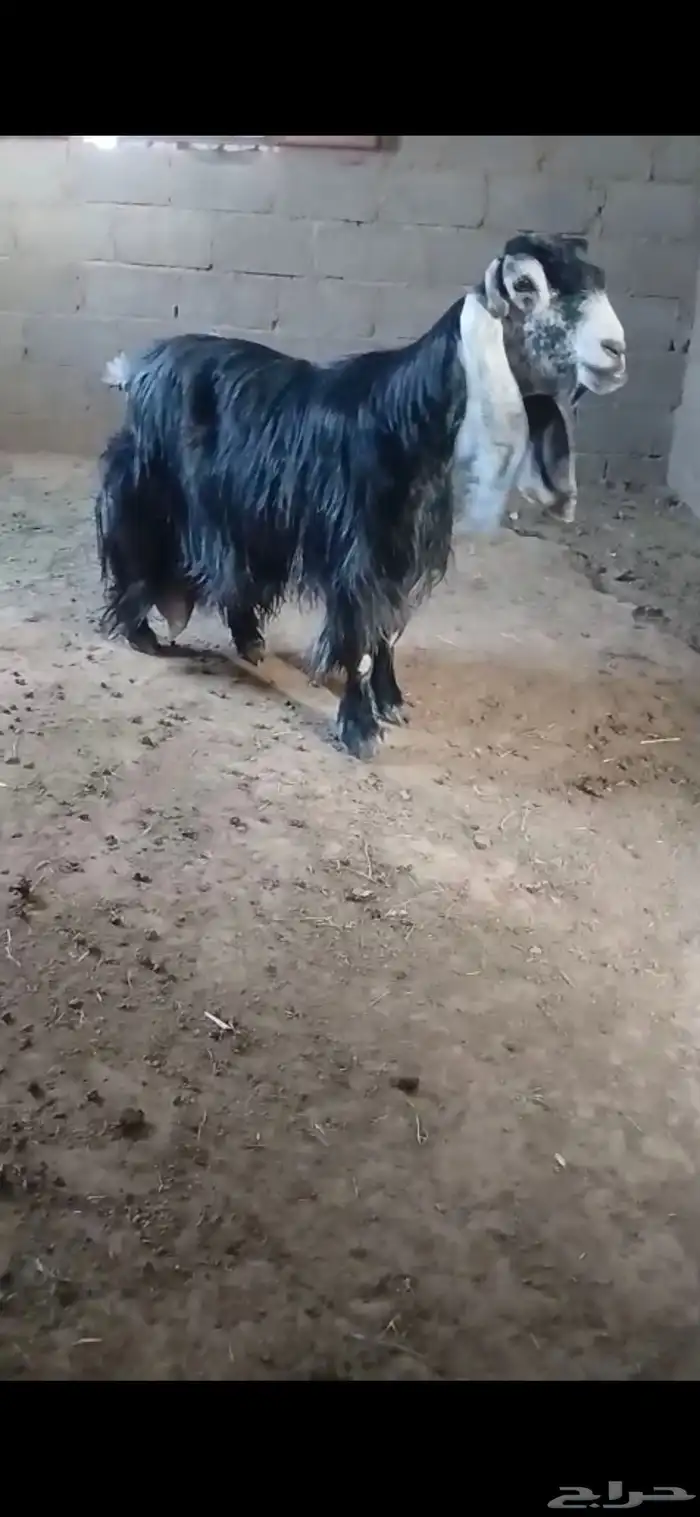 لعشاق العوارض عنز عارضيه تحتها تيسين معرفات فواخر 1