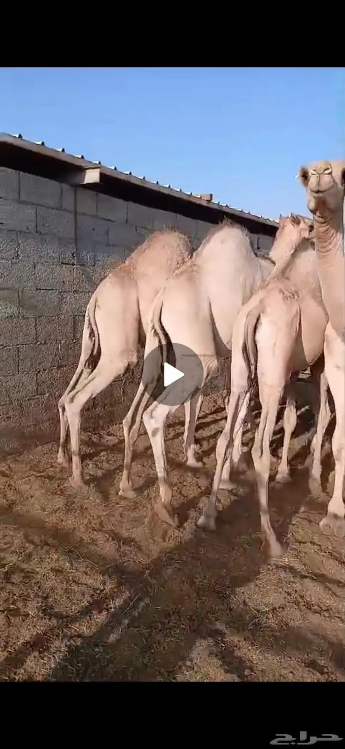 قعدان فل الفل مفاريد مبادي وزوجات 0