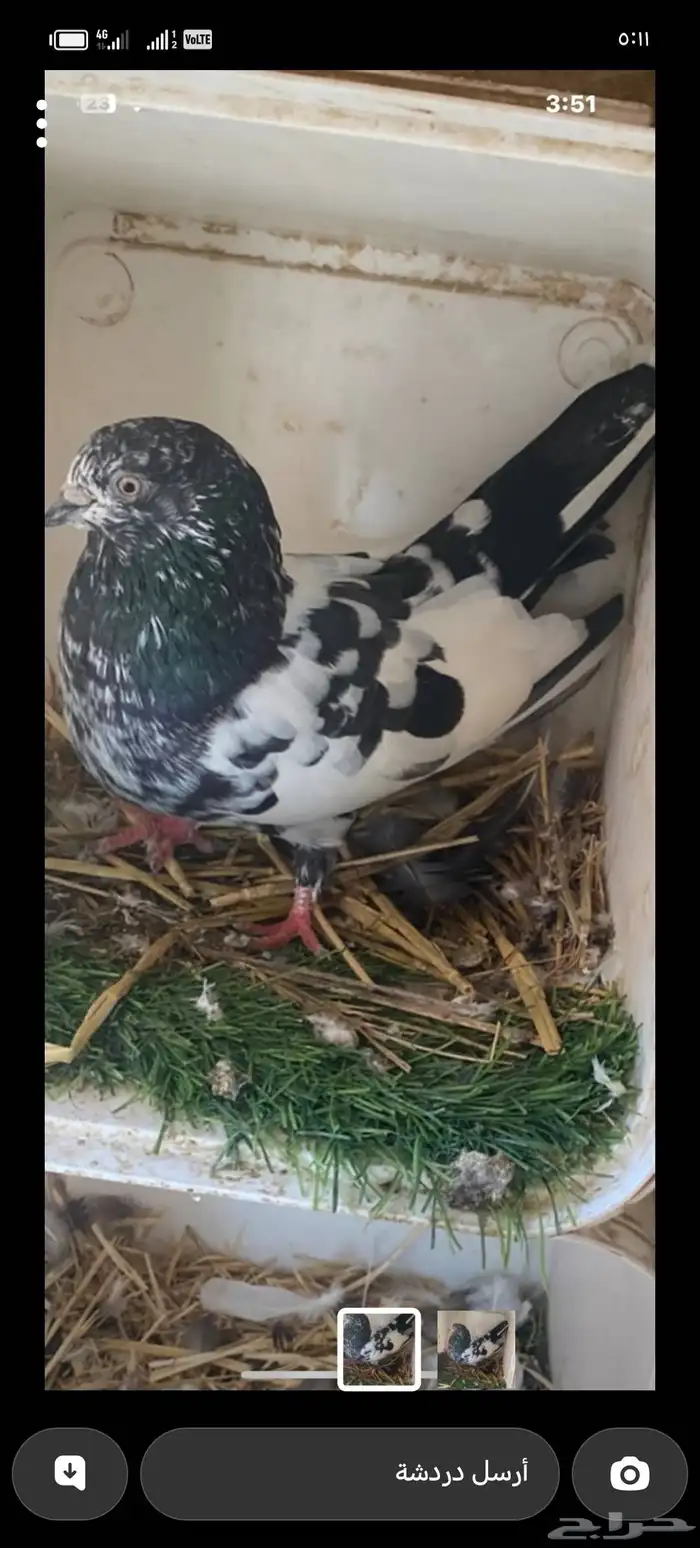 فرده ذكر باكستاني للبيع 0