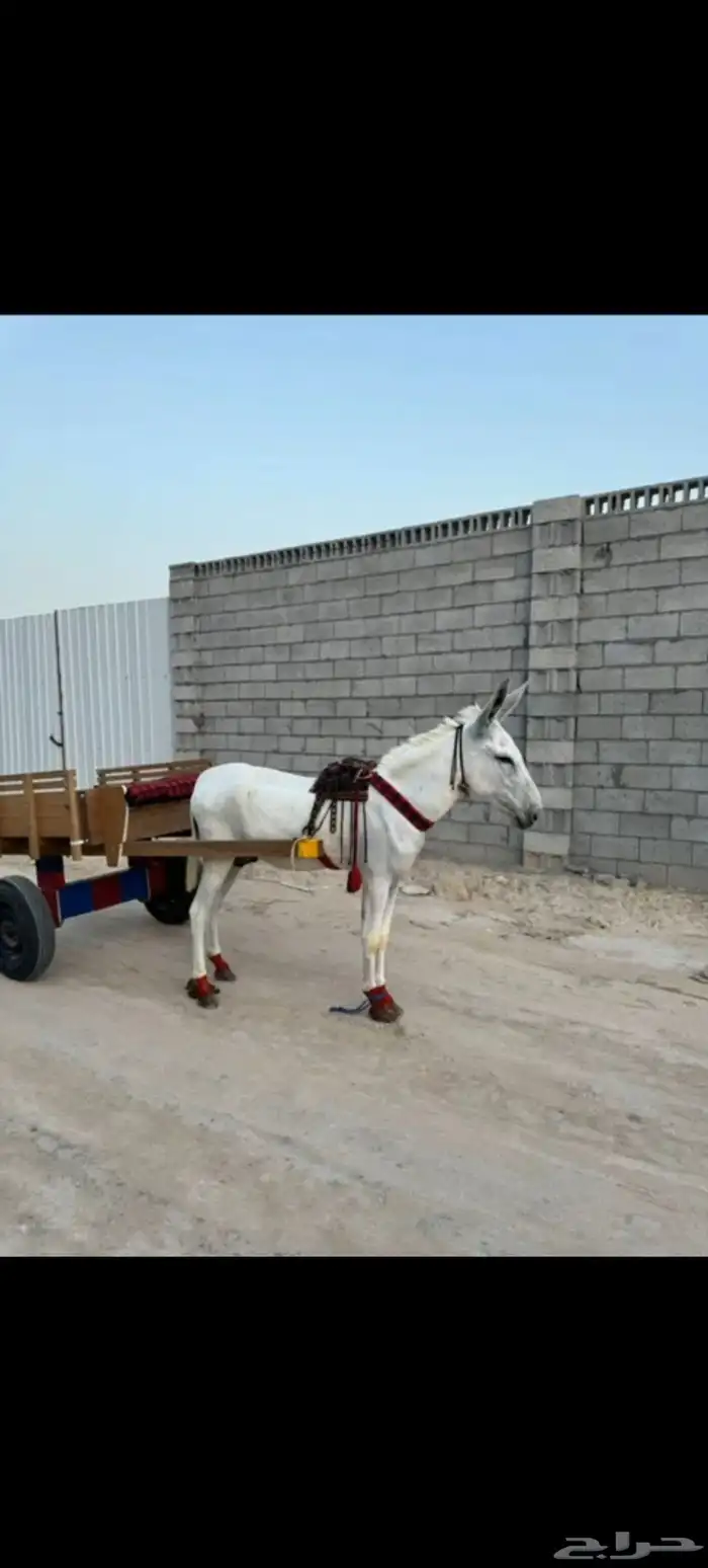 حمار اصيل رفيع 0