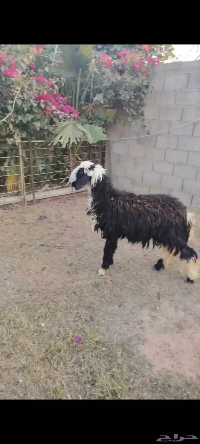 جذعه نجديه مهجنه عمر 6 شهور وزود 0