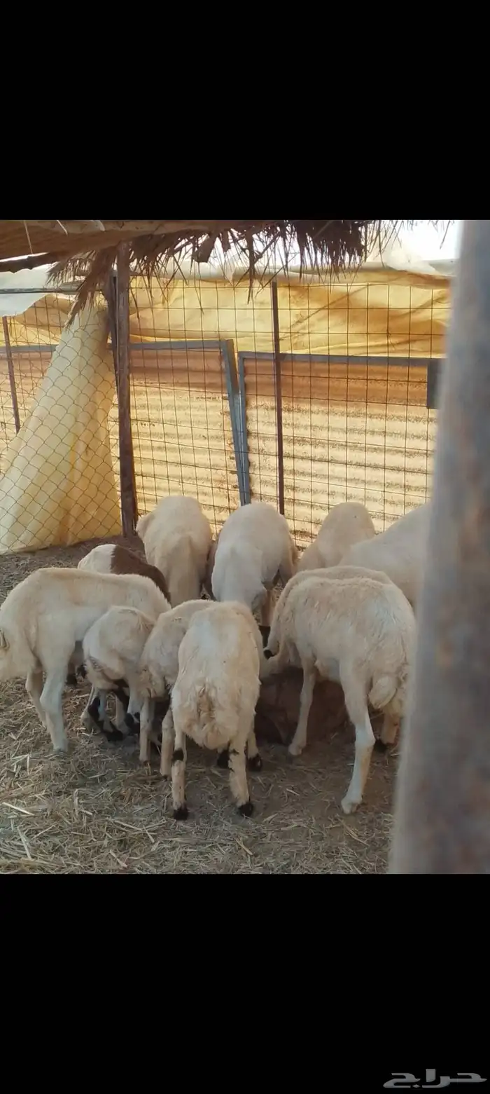 طليان ذبايح جملة وتفريد 0