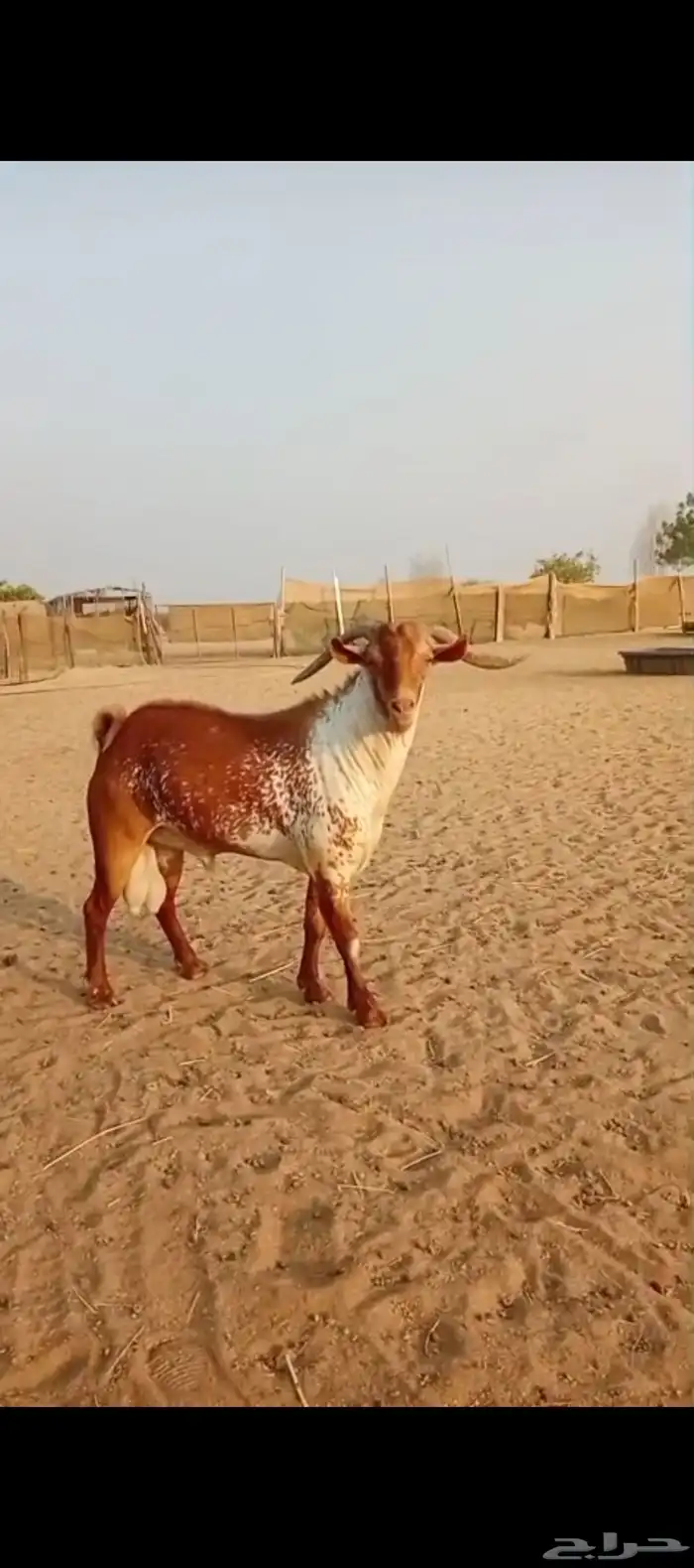 تيس محايلي... 2