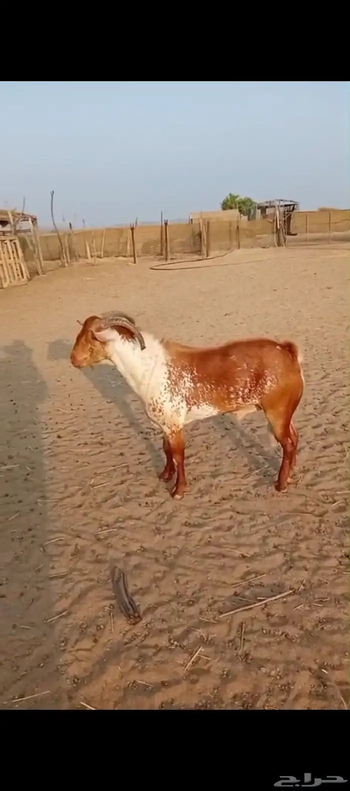 تيس محايلي... 3