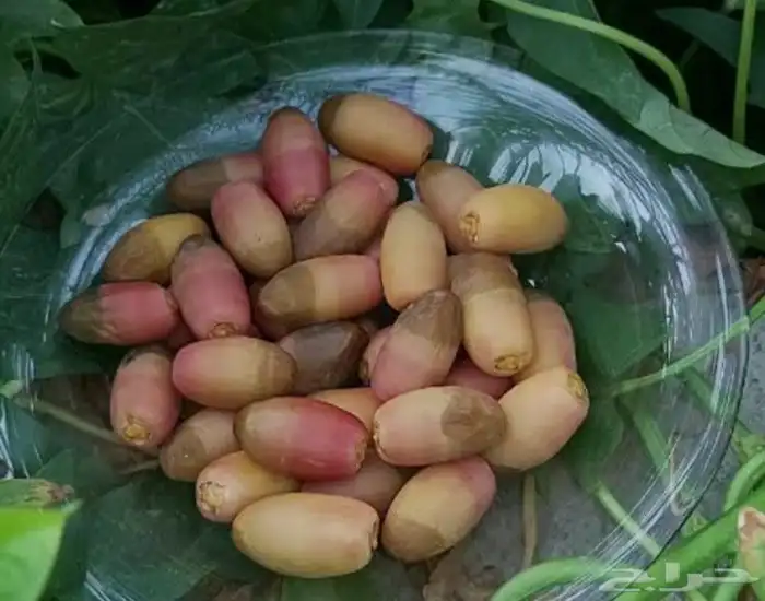 نخيل نوايع شمشوله حوشانه نبتت الحصان خلاص ملوكي فاخر 1