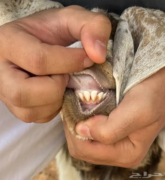 عنز رباع حدرها عناق الزلفي 2