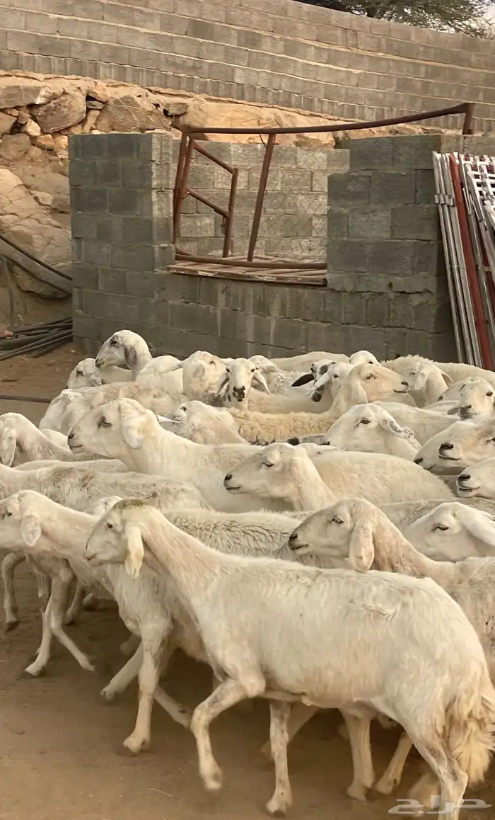 ضان دفع بفحلها معزا ذري بفحلها للبيع 2