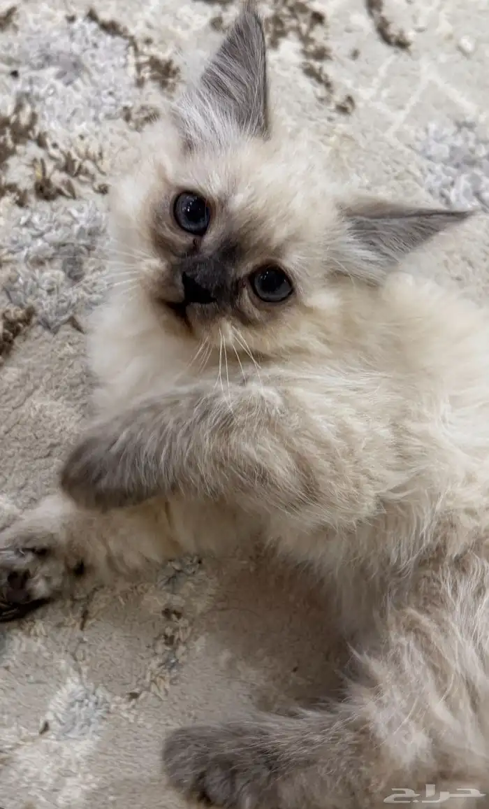 كيتن همالايا للبيع 7