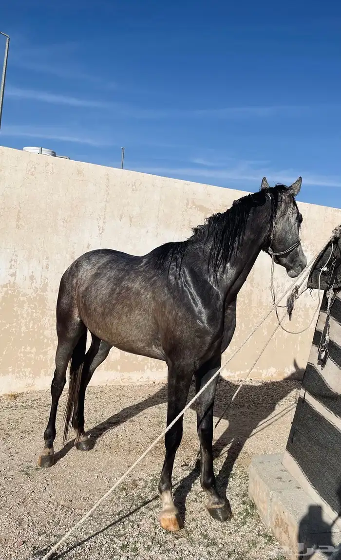 حصان شعبي للبيع 2