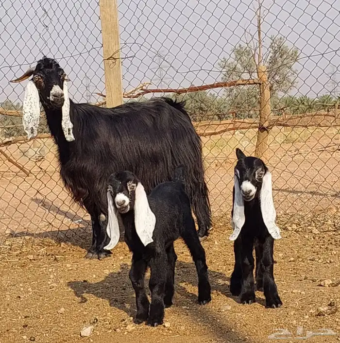 عنز عارضيه متوم 0