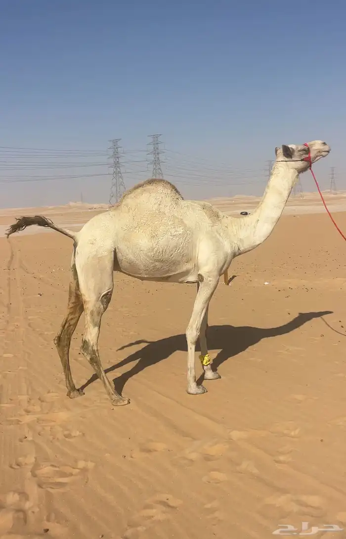 سودانيه لقحه متلي شهر 2 0