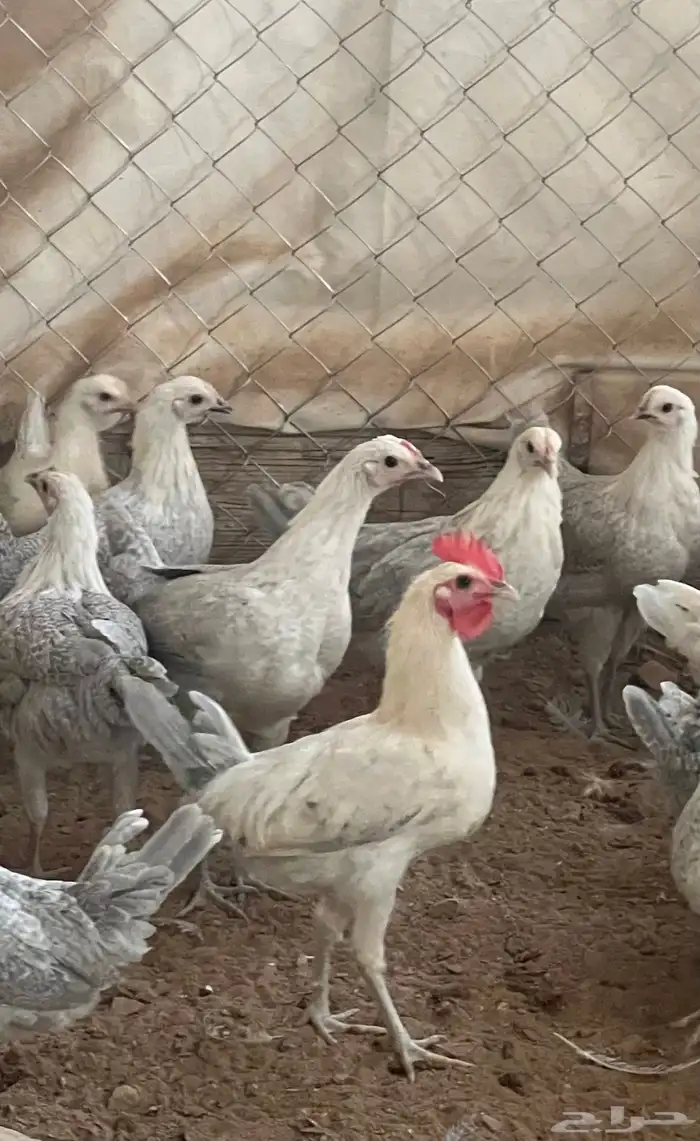 دجاج فيومي المنيوم العمر من خمس اشهر الى سته للمربين فقط 10