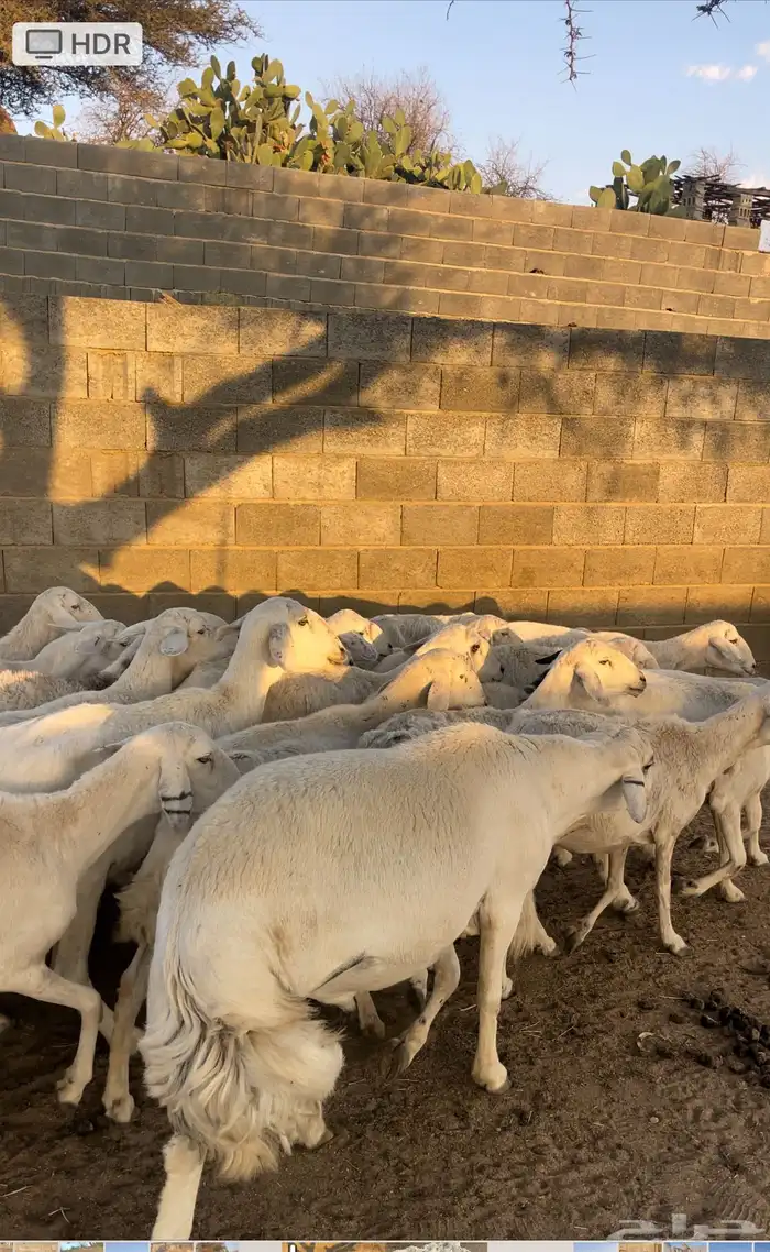 ضان دفع بفحلها معزا ذري بفحلها للبيع 0