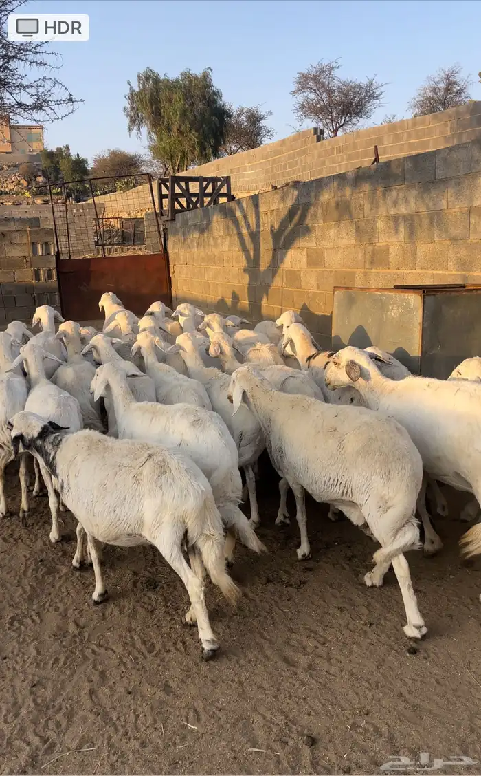 ضان دفع بفحلها معزا ذري بفحلها للبيع 8