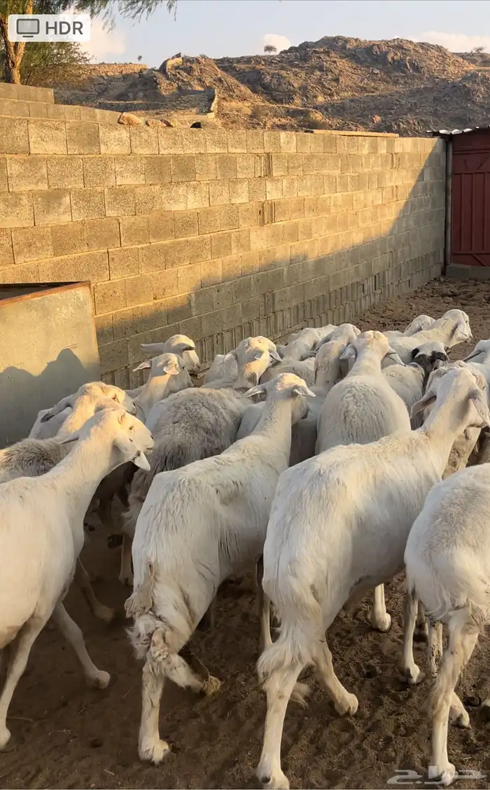 ضان دفع بفحلها معزا ذري بفحلها للبيع 6