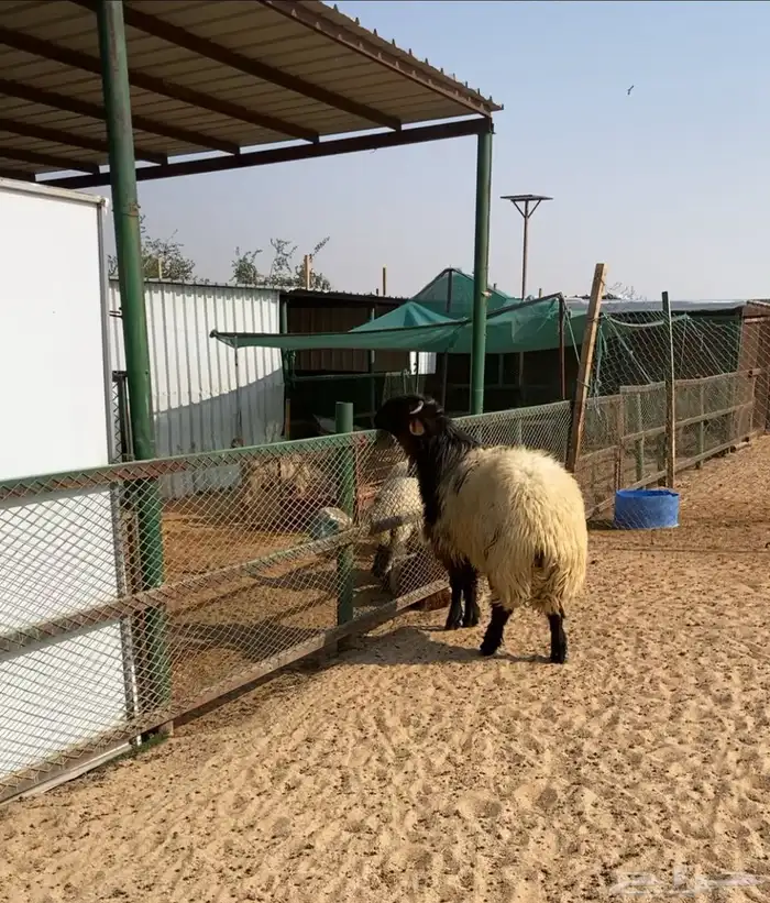 خروف نعيمي 2