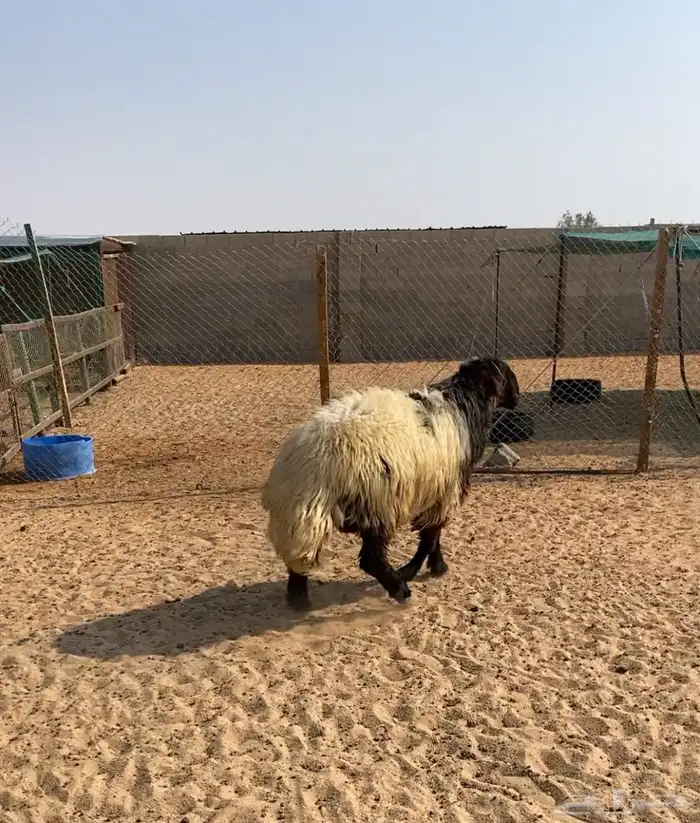 خروف نعيمي 1