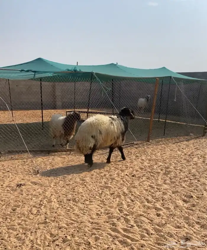 خروف نعيمي 0