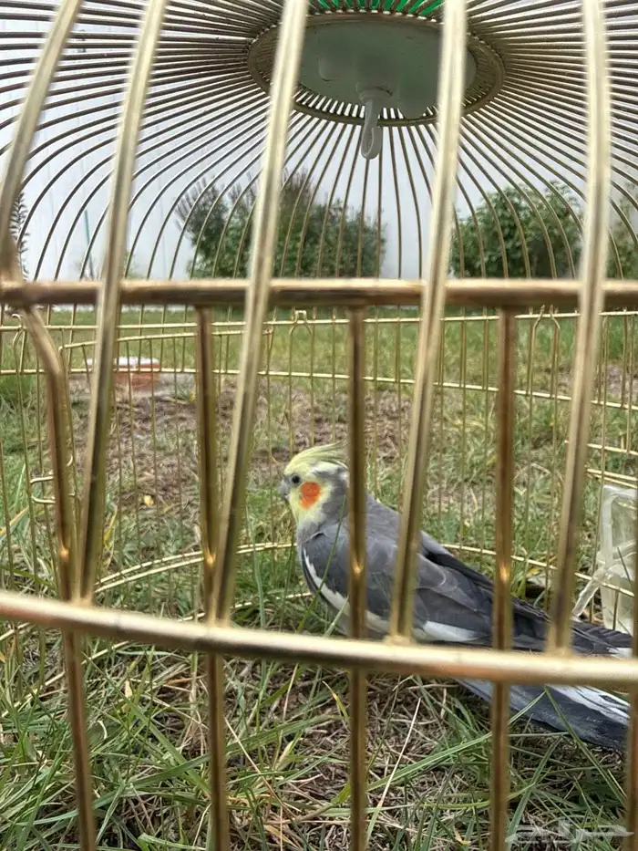 ببغاء كراونا للبيع 0