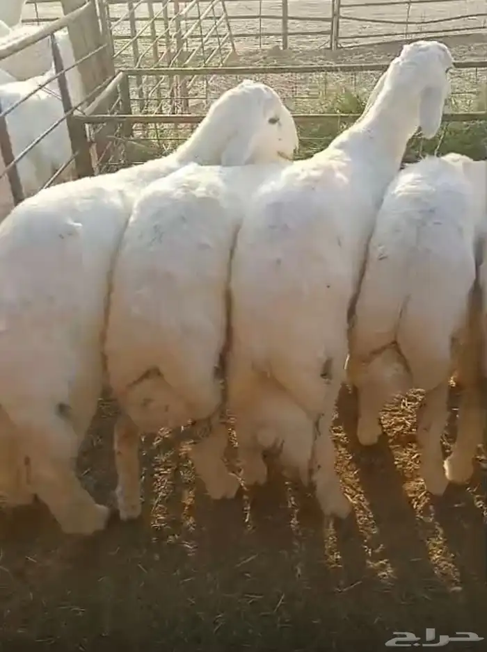 طليان حري ذبايح 0