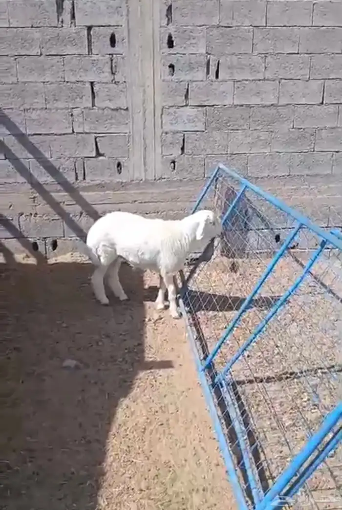 6 طليان ورخال 3