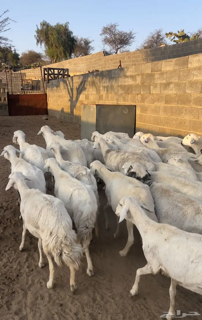 ضان دفع بفحلها معزا ذري بفحلها للبيع 4