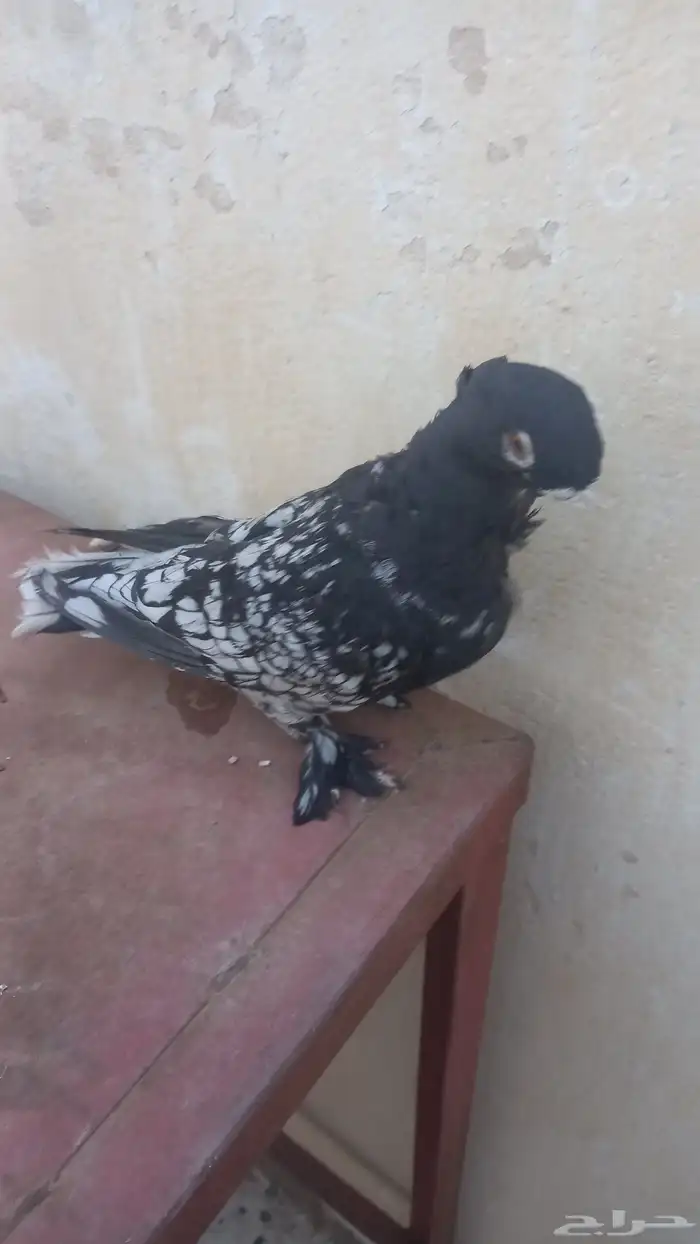 ذكر روماني 0