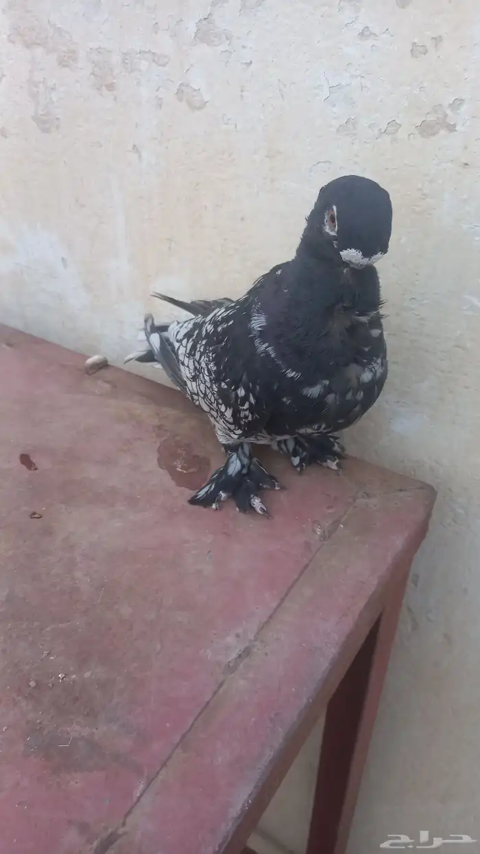 ذكر روماني 3