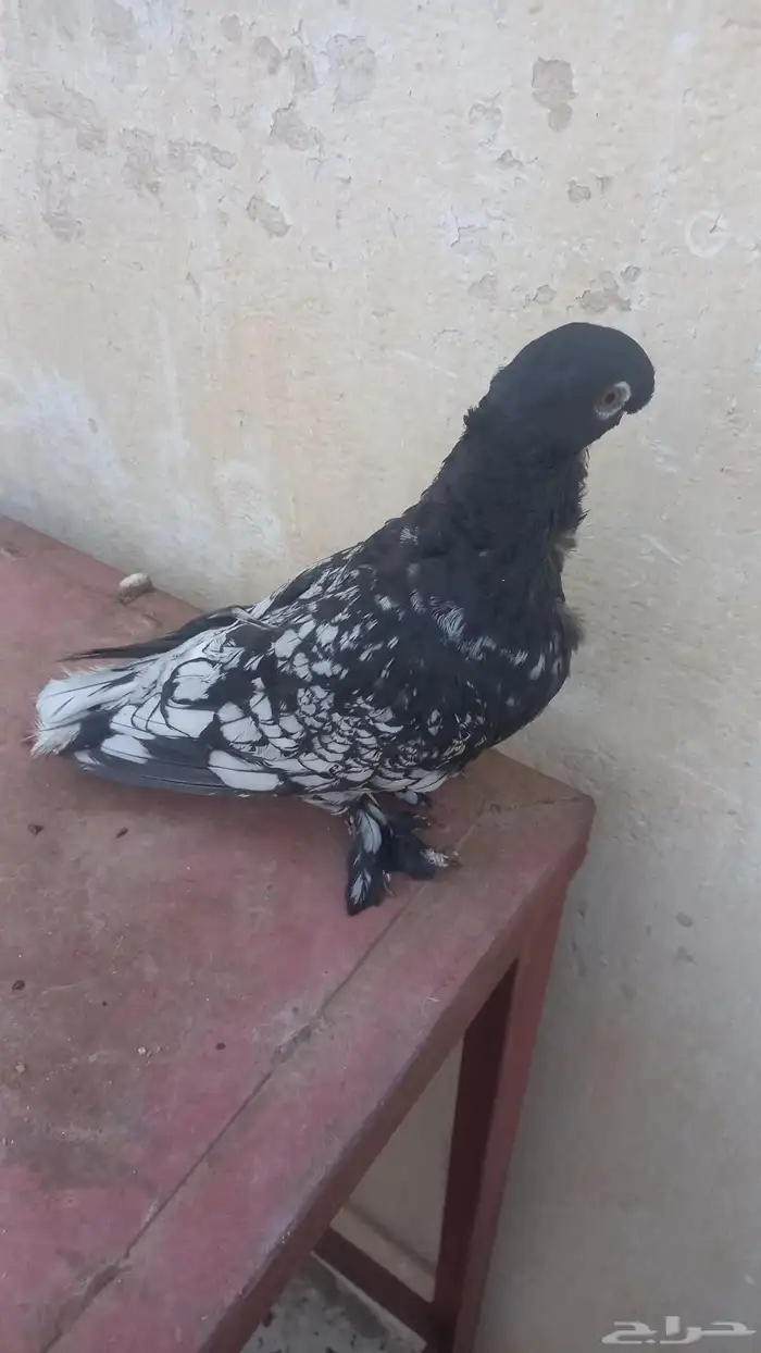 ذكر روماني 2