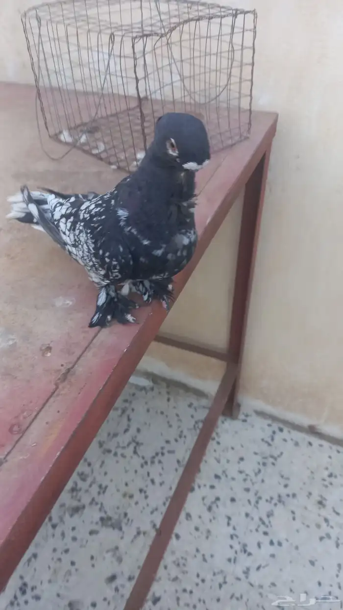 ذكر روماني 1