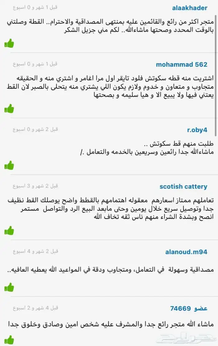 قطة سكوتش فولد للبيع - لون بلو - يوجد دفع بالتقسيط 7