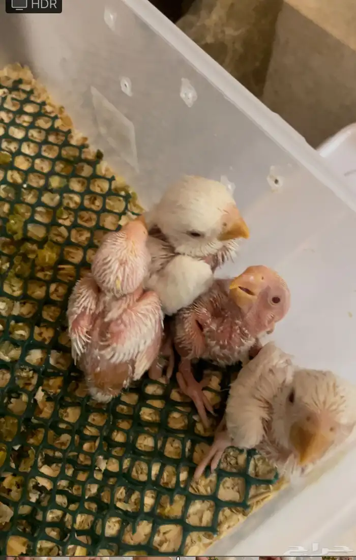 فروخ روز غر 0