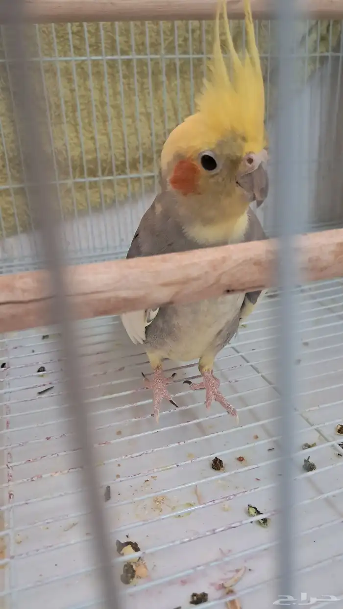 طير زينه كروان كوكتيل 2