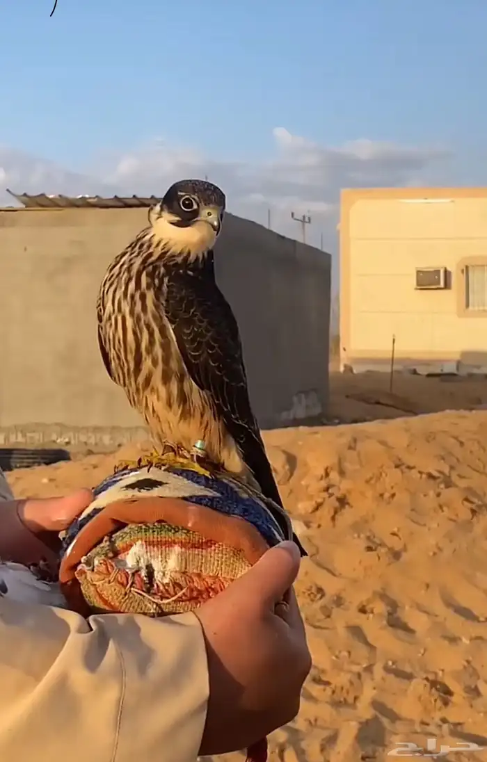 مطلوب بكه او جليميه 0